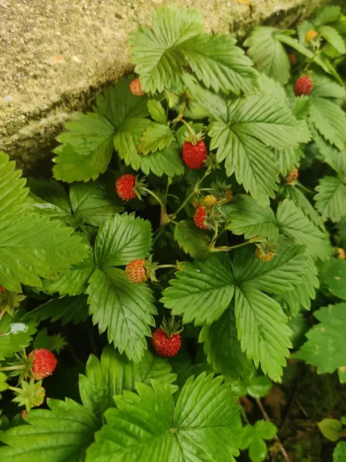 Wild Strawberry Sakerinha - Image 2