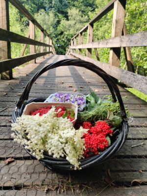 Ulmus foraging Basket