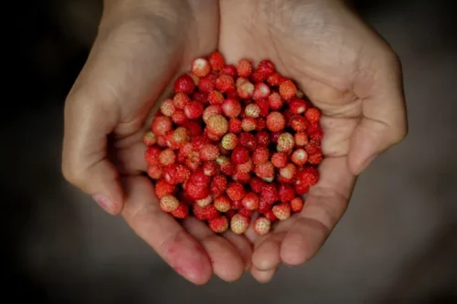 Wild Strawberry Sakerinha - Image 3