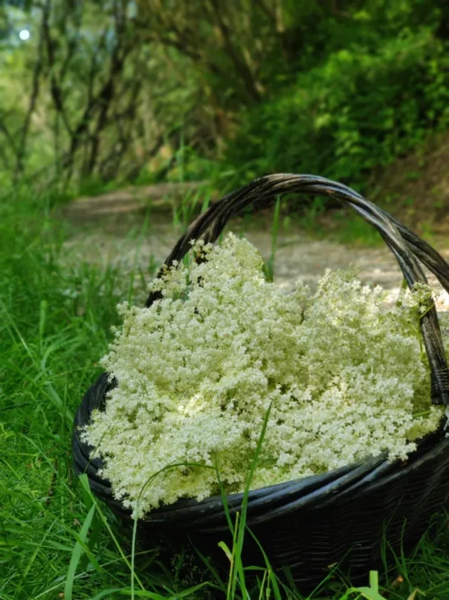 Wild Elderflowers