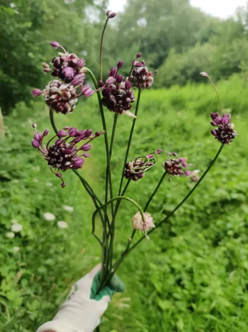 Wild onions