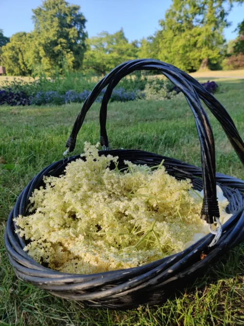 Wild Elderflower