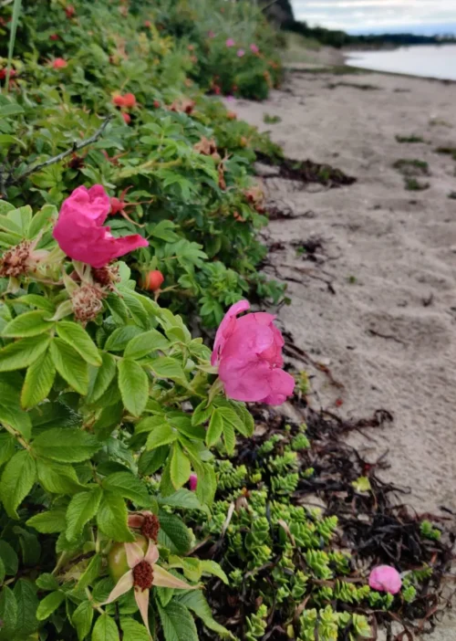 Rosa Rugosa