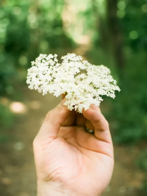 Wild Elderflower