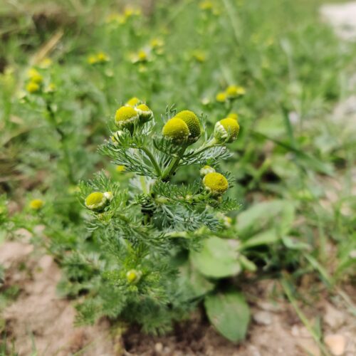 Pineappleweed & Woodruff Cordial - Image 2