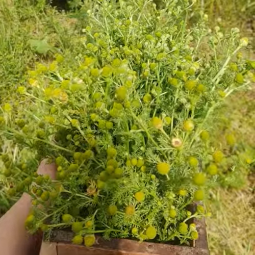 Pineappleweed & Woodruff Cordial - Image 4