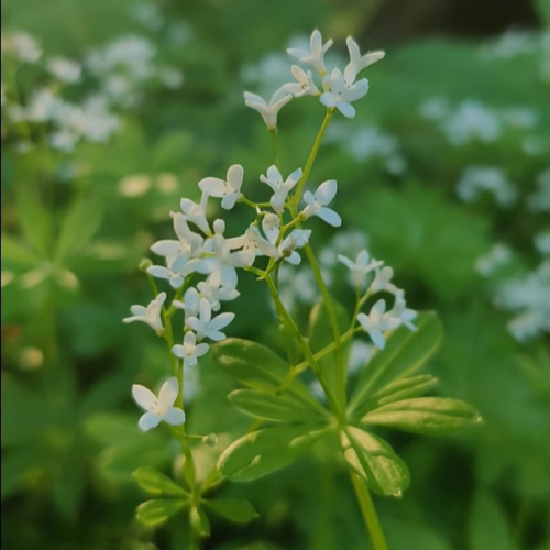 Pineappleweed & Woodruff Cordial - Image 5